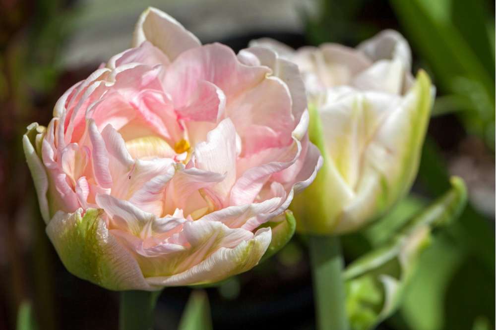 Tulpan 'Finola'
